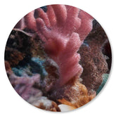 Korallen Nahaufnahme