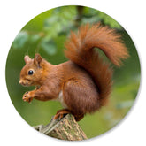 Eichhörnchen Nahaufnahme